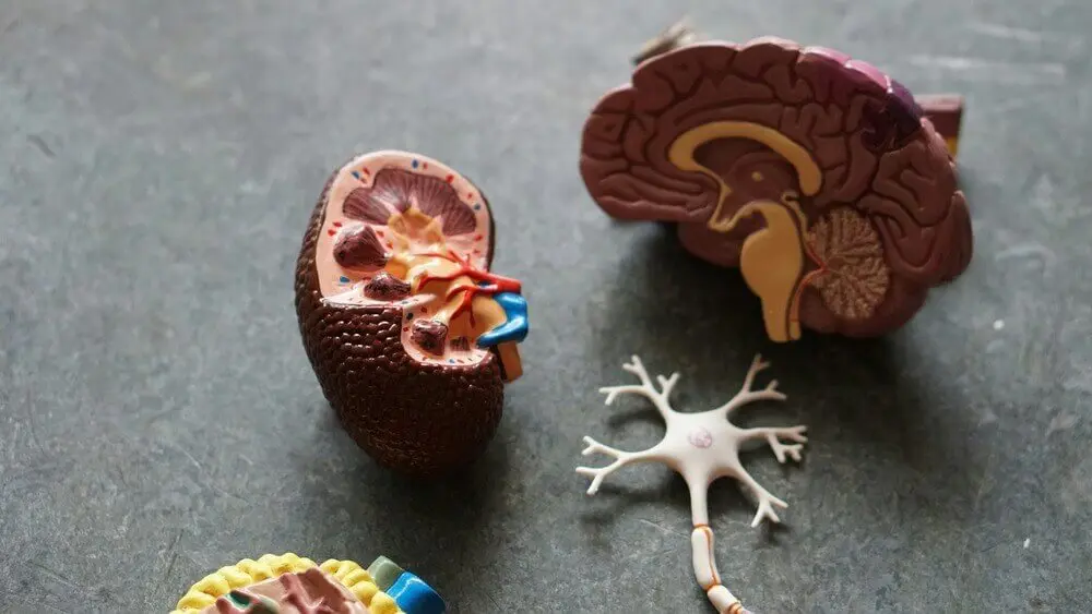 Kidney Transplant in India